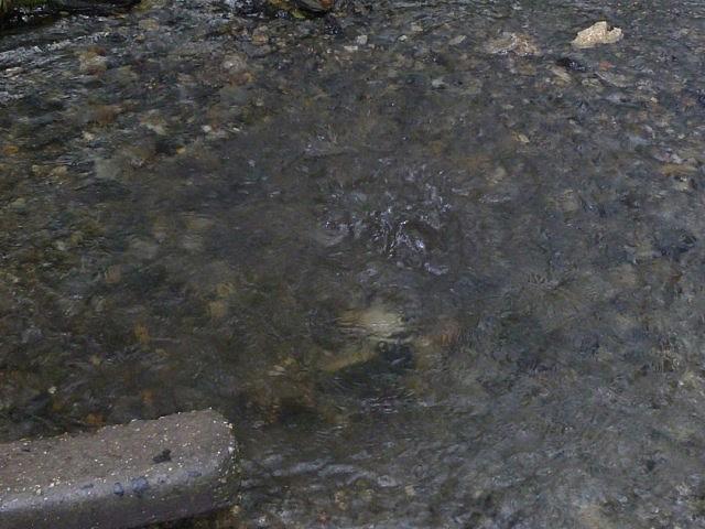 P1230201 [640x480]