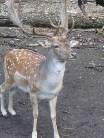 P1230205 [640x480]