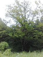 20090627665